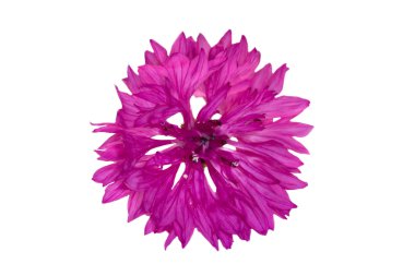 Isilated pink cornflower clipart