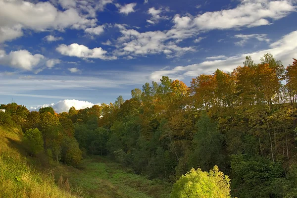 Gelbe und grüne Herbstbäume — Stockfoto