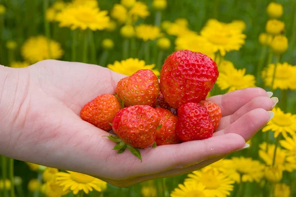 草莓和鲜花 — 图库照片