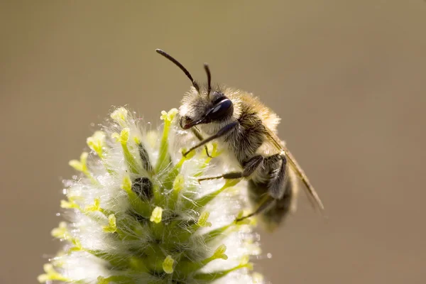阳光蜜蜂 — 图库照片