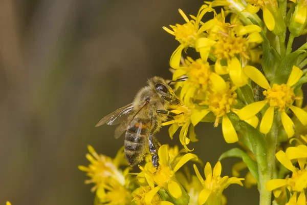 Bee en nectar — Stockfoto