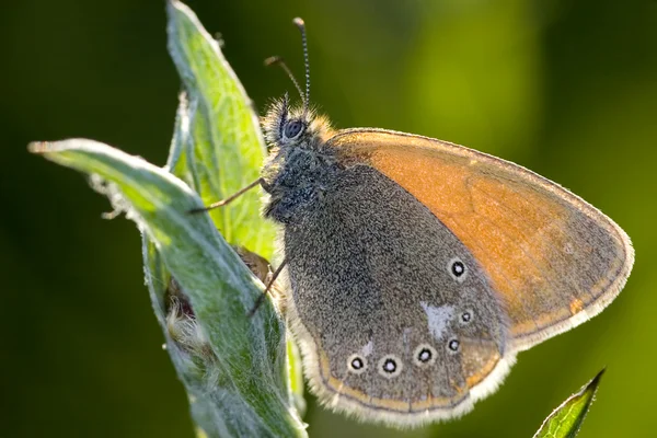 Glycerion-Schmetterling und Sonnenlicht — Stockfoto
