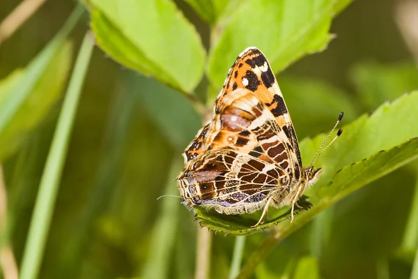 Small map butterfly — Stock Photo, Image