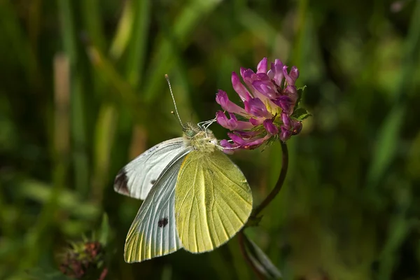 Cabbage white butterfly — Stock Photo, Image