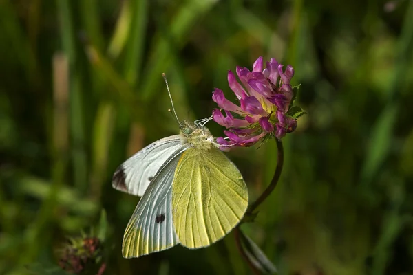 Col mariposa blanca — Foto de Stock