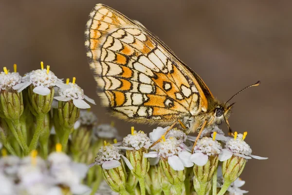 Помаранчева метелик на білій квітці — стокове фото