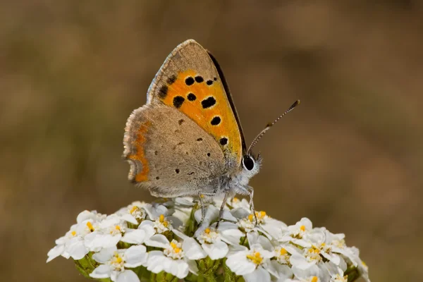 Azuurblauwe butterfly ' and ' witte bloemen — Stockfoto