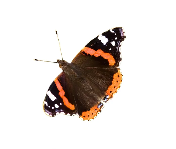 Isolierter schwarzer Schmetterling — Stockfoto