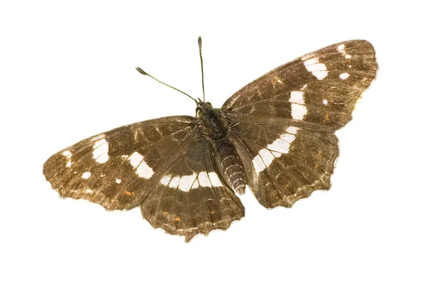 Lato na białym tle mapa motyl — Zdjęcie stockowe