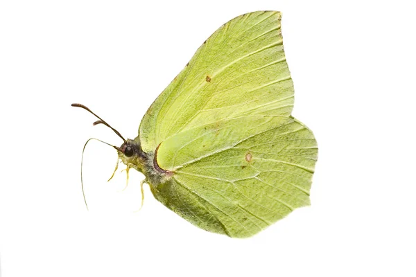 Isolated brimstone butterfly — Stock Photo, Image