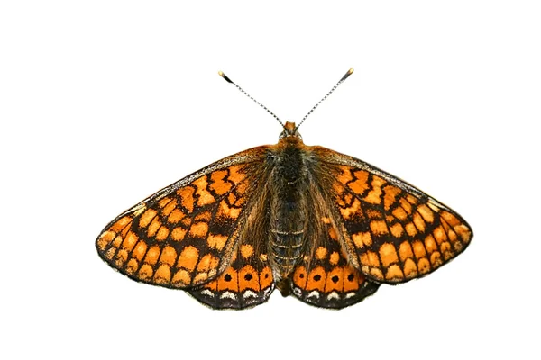 Isolated orange butterfly — Stock Photo, Image