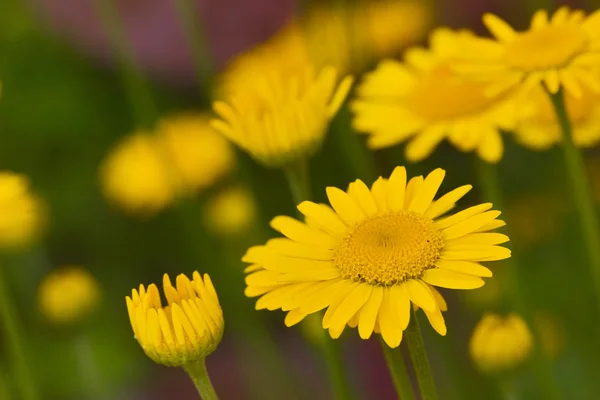 Fleur de camomille jaune — Photo