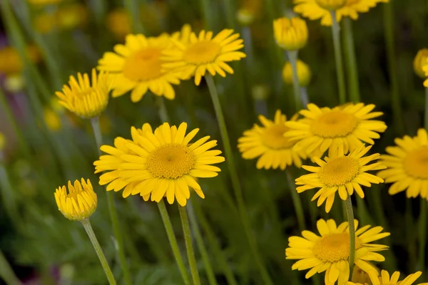 黄色のカモミールの花 — ストック写真