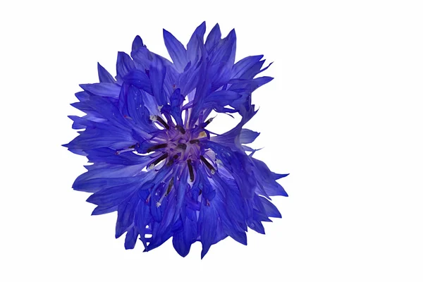 Isilated blue cornflower — Stock Photo, Image