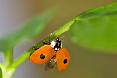 Ladybug fly attempt clipart