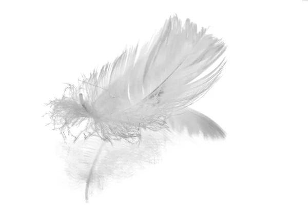 White feather reflection — Stock Photo, Image
