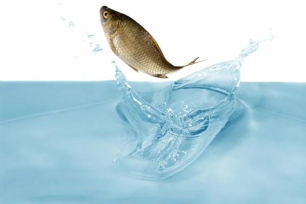 Vissen in stap-springen — Stockfoto