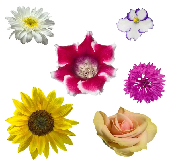 Coleção de flores diferentes — Fotografia de Stock