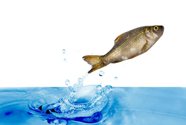 Jumping fish — Stock Image Jumping fish Royalty Free Stock Photos