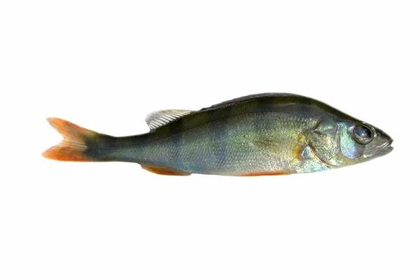 Piccolo pesce persico — Foto Stock