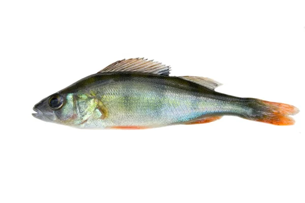 Piccolo pesce persico isolato — Foto Stock