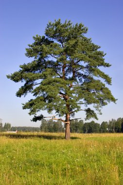 Single pine clipart
