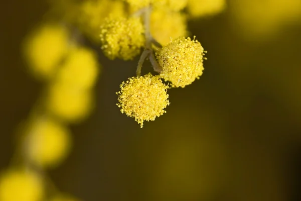 Mimosa — Fotografie, imagine de stoc