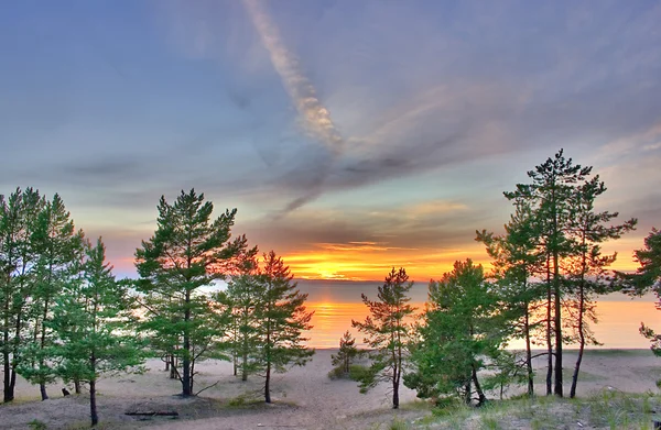 Çam ağaçları ile günbatımı manzara — Stok fotoğraf