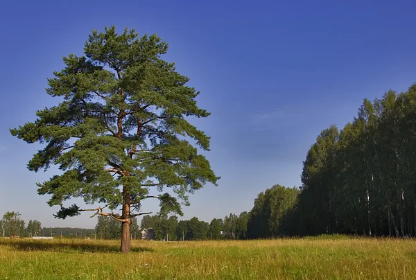Pine op de weide — Stockfoto