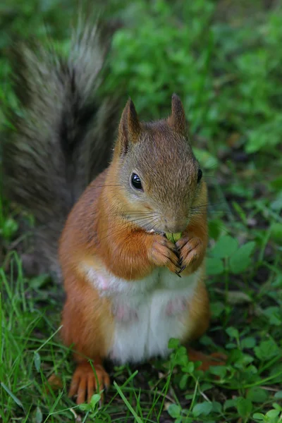 stock image Portrait of the squirrel with pistachio