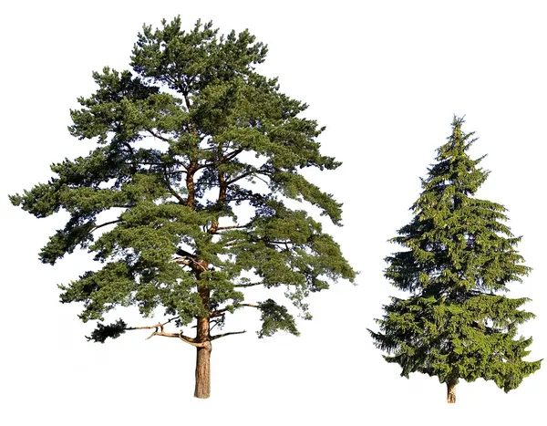Fir and pine — Stock Photo, Image