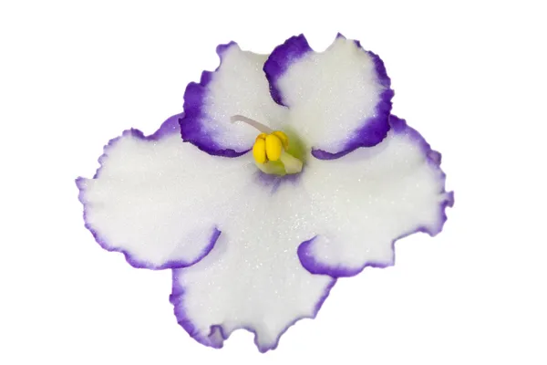 Biały z fioletowym na białym tle niebieski — Zdjęcie stockowe