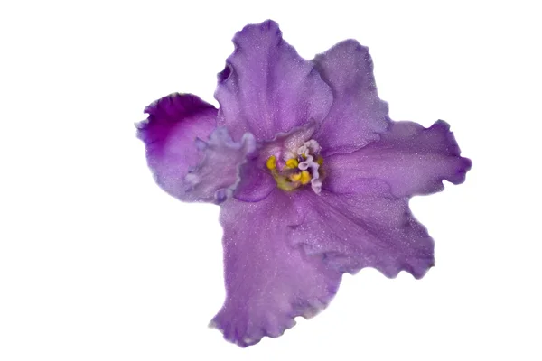 Viola lilla isolata — Foto Stock