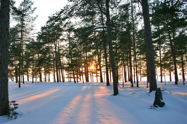 Vintersolnedgång — Stockfoto