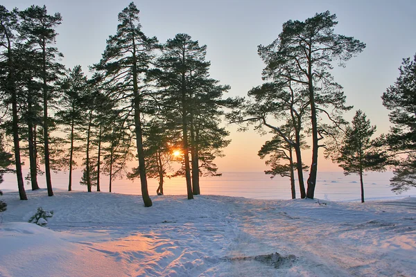 Sunset in snow pine forest — Stock Photo, Image