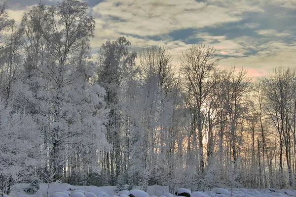 Solnedgången bakom winter forest — Stockfoto