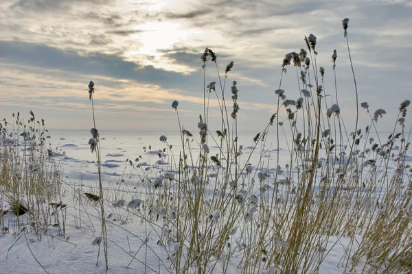 Západ slunce nad sněhem trávu — Stock fotografie
