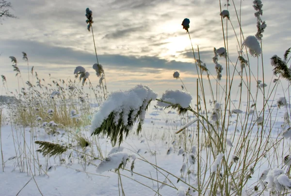 Snö gräs — Stockfoto