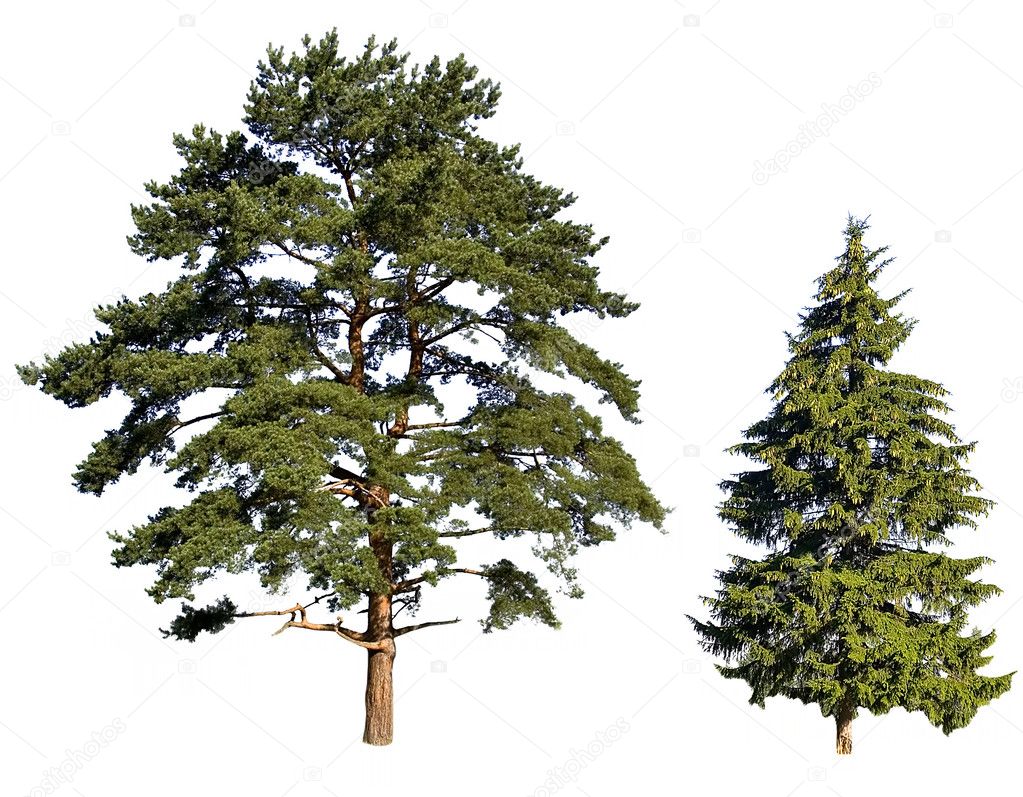Fir and pine