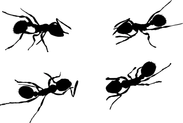 Four ant silhouettes — Stock Vector