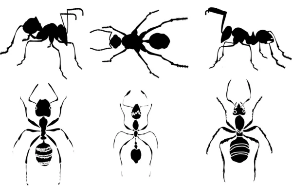 Karınca siluetleri koleksiyonu — Stok Vektör