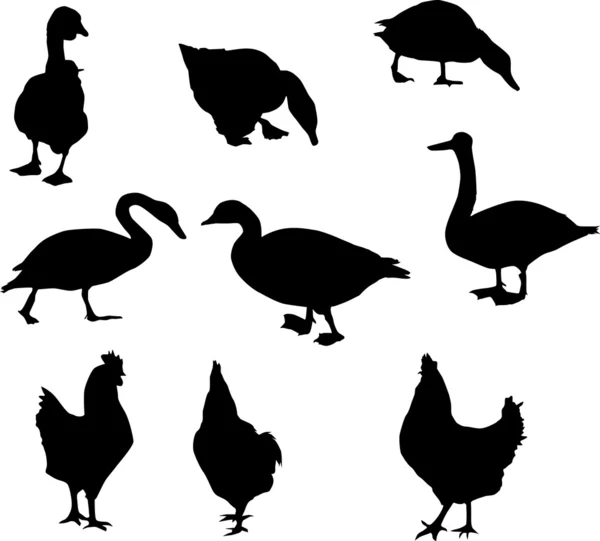 Farm bird silhouettes — Stock Vector