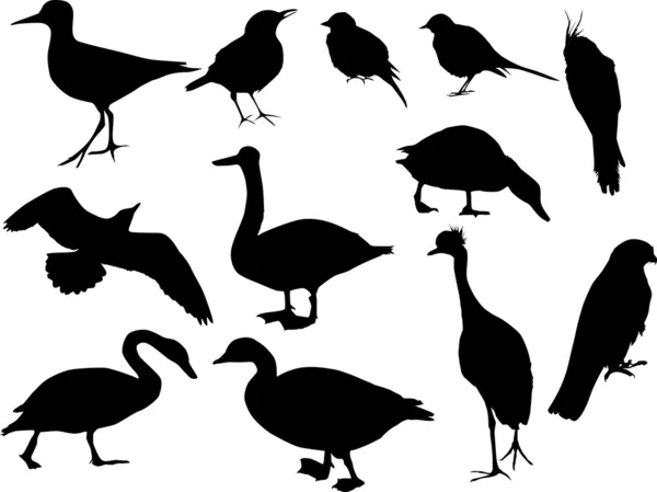 Twelve bird silhouettes — Stock Vector