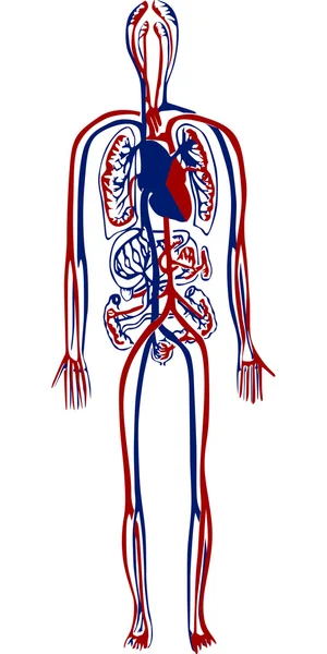 Sistema sanguíneo humano — Archivo Imágenes Vectoriales