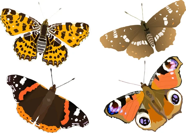 Illustration butterfly collection — Stock Vector