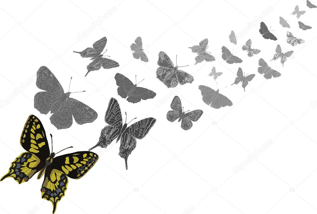 Butterflies flying