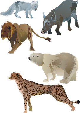 Wildlife animals clipart