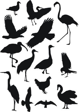 Birds collection clipart