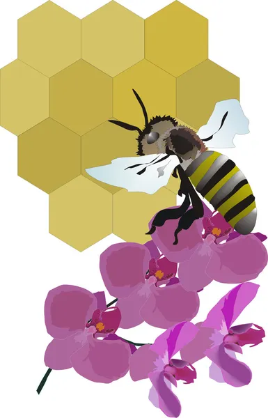 Bee, bloem en honingraat — Stockvector