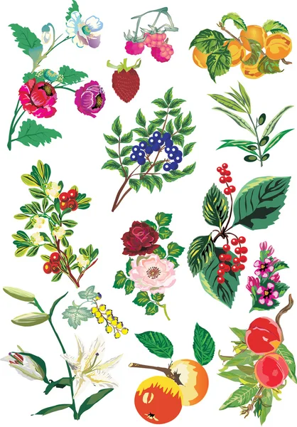 Color flores y frutas — Archivo Imágenes Vectoriales
